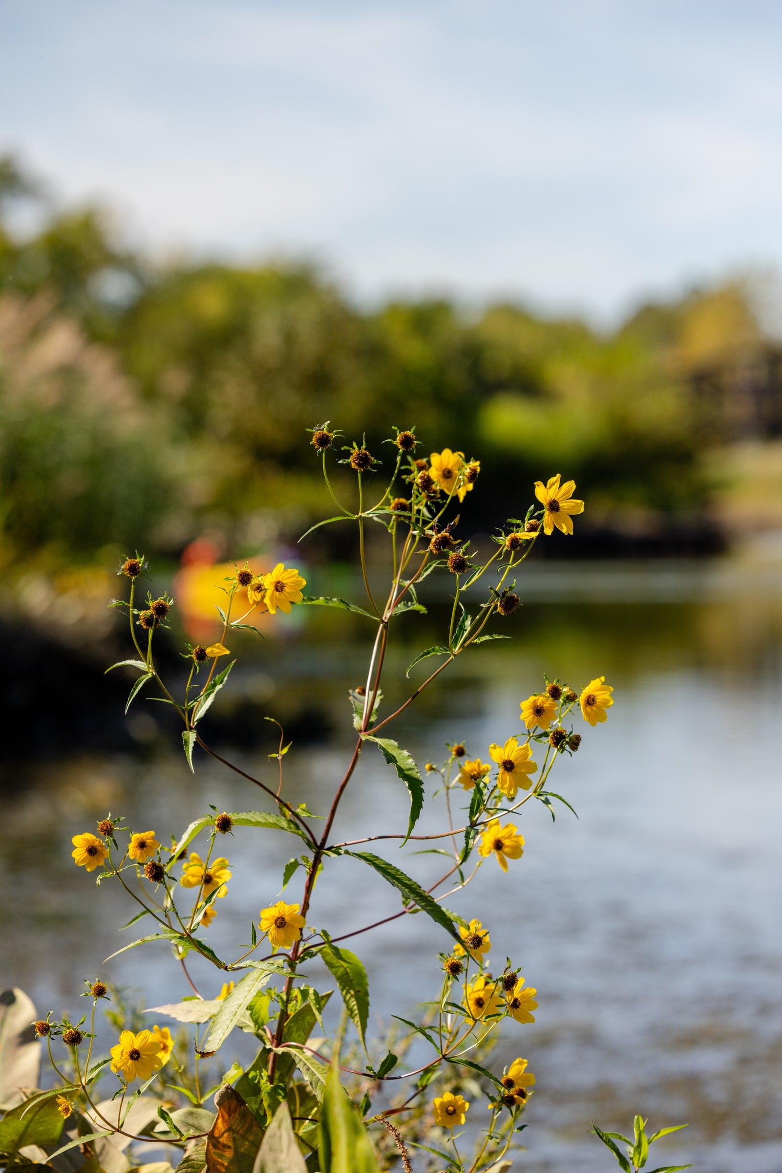 Yellow wildflowers beside a county waterway